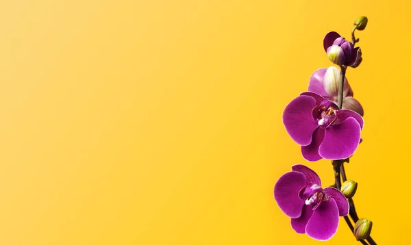 Beautiful purple Phalaenopsis orchid flowers on bright yellow background. Tropical flower, branch of orchid close up. Pink orchid background. Holiday, Women\'s Day, March 8, Flower Card flat lay.