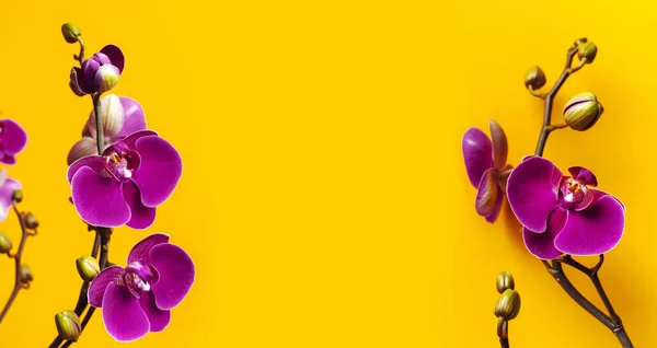 Hermosas Flores Orquídea Phalaenopsis Púrpura Sobre Fondo Amarillo Brillante Flor — Foto de Stock