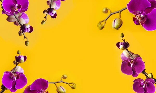 Beautiful purple Phalaenopsis orchid flowers on bright yellow background. Tropical flower, branch of orchid close up. Pink orchid background. Holiday, Women\'s Day, March 8, Flower Card flat lay.