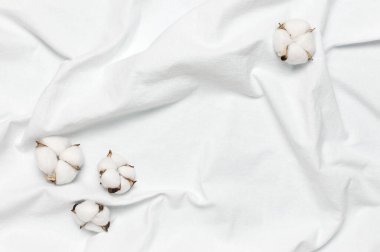 Düz beyaz kumaşın üstüne güzel pamuk çiçekleri seriliyordu. Doğal pamuk dokusu. Narin beyaz pamuk çiçekleri. Açık renkli pamuk arka plan. Eko tekstil. Kumaş arkaplan