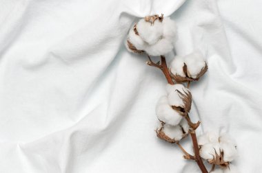 Düz düz beyaz kumaşın üzerine güzel pamuk dalları serilmişti. Doğal pamuk dokusu. Narin beyaz pamuk çiçekleri. Açık renkli pamuk arka plan. Eko tekstil. Kumaş arkaplan