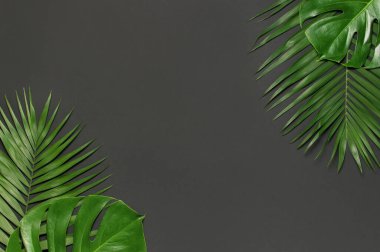 Tropikal palmiye yaprakları ve gri siyah arka plan üzerinde monstera yaprağı. Düz döşeme, üst görünüm, kopyalama alanı. Yaz geçmişi, doğa. Tropikal yaprakları ile Yaratıcı minimal arka plan. Yaprak deseni.