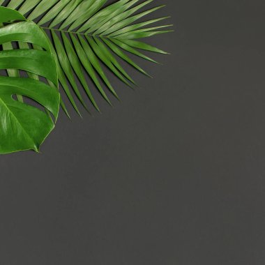 Tropikal palmiye yaprakları ve gri siyah arka plan üzerinde monstera yaprağı. Düz döşeme, üst görünüm, kopyalama alanı. Yaz geçmişi, doğa. Tropikal yaprakları ile Yaratıcı minimal arka plan. Yaprak deseni.