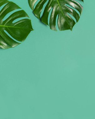 Tropikal yaprakları ile Yaratıcı minimal arka plan. Monstera mavi zümrüt arka plan üzerinde bırakır. Düz döşeme, üst görünüm, kopyalama alanı. Yaz geçmişi, doğa. Yaprak deseni.