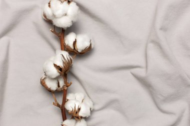 Düz, gri kumaşın üstüne güzel bir pamuk dalı serilmiş. Doğal pamuk dokusu. Narin beyaz pamuk çiçekleri. Açık renkli pamuk arka plan. Eko tekstil.
