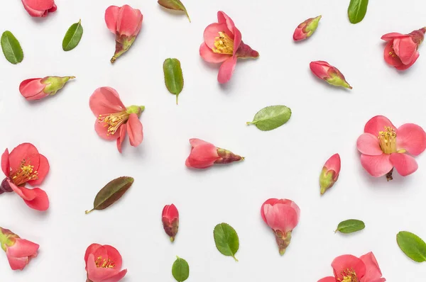 Koncept Jara Ploché Ležely Růžové Jarní Květy Světle Šedém Pozadí — Stock fotografie