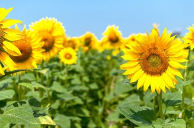 Ayçiçeği doğal arka plan. Mavi gökyüzüne karşı sarı ayçiçekleri olan güzel bir manzara. Ayçiçeği tarlası, tarım, hasat konsepti. Ayçekirdeği, sebze yağı.