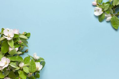 Bahar doğası. Mavi arka plandaki güzel çiçek açan bahar dallarının çerçevesi üst görünüm fotokopi alanında yatıyordu. Bahar konsepti çiçek kompozisyonu narin beyaz çiçekler yeşil yapraklar açar.