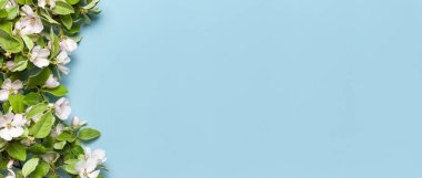 Bahar doğası. Mavi arka plandaki güzel çiçek açan bahar dalları üst görünüm fotokopi alanında uzanıyordu. Bahar zamanı konsepti, çiçek kompozisyonu, yeşil yapraklı narin beyaz çiçekler..