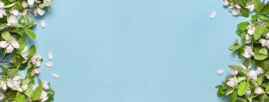 Bahar doğası. Mavi arka plandaki güzel çiçek açan bahar dallarının çerçevesi üst görünüm fotokopi alanında yatıyordu. Bahar konsepti çiçek kompozisyonu narin beyaz çiçekler yeşil yapraklar açar.