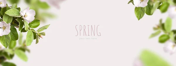 Creative Floral Nature Spring Layout Frame Beautiful Blooming Spring Twigs — Stock Photo, Image