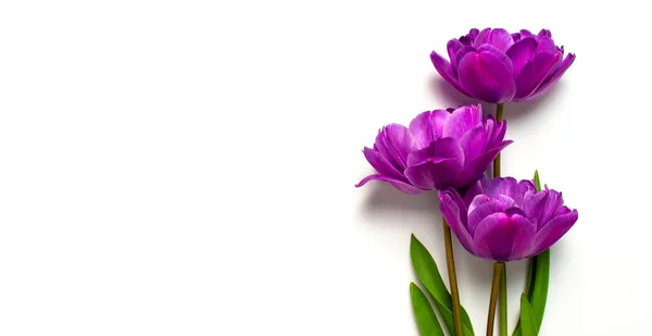 Flores Primavera Tulipanes Color Púrpura Lila Sobre Fondo Blanco Bonita — Foto de Stock