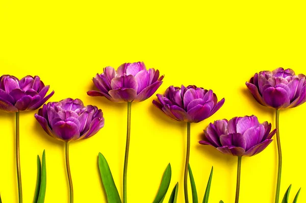 Flores Primavera Tulipanes Color Púrpura Lila Sobre Fondo Amarillo Bonita — Foto de Stock
