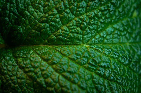 Green fresh leaves of mint, lemon balm close-up macro shot. Mint leaf texture. Ecology natural layout. Mint leaves pattern, spearmint herbs, peppermint leaves, nature background.