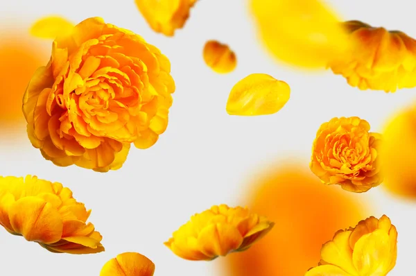 Kreatywna Kompozycja Kwiatowa Żółtymi Tulipanami Latający Tulipan Kwiaty Płatki Jasnoszary — Zdjęcie stockowe
