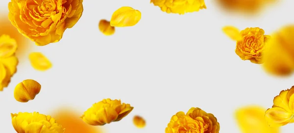 Kreative Florale Komposition Mit Gelben Tulpen Fliegende Tulpenblumen Und Blütenblätter — Stockfoto