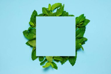 Taze yeşil nane yaprakları, limon merhemi, nane şekeri ve mavi arka plan manzaralı mavi boş kağıt. Nane yaprağı dokusu. Ekolojinin doğal düzeni. Düz nane yaprakları, nane aromalı bitkiler.