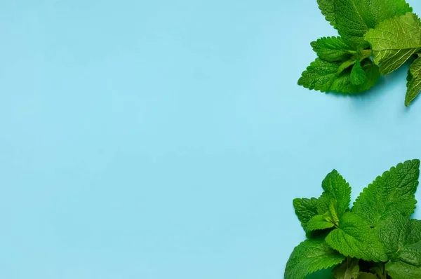 Φρέσκα πράσινα φύλλα μέντας, βάλσαμο λεμονιού, μέντα σε μπλε φόντο. Σύνθεση φύλλων μέντας. Οικολογία φυσική διάταξη. Επίπεδη εμφάνιση Φύλλα μέντας μοτίβο δυόσμος βότανα φύση φόντο — Φωτογραφία Αρχείου