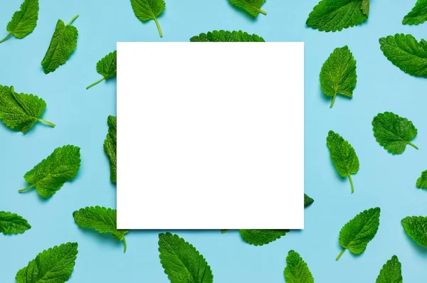 Fresh green leaves of mint, lemon balm, peppermint and white blank paper on blue background top view. Mint leaf texture. Ecology natural layout. Flat lay Mint leaves pattern spearmint herbs nature