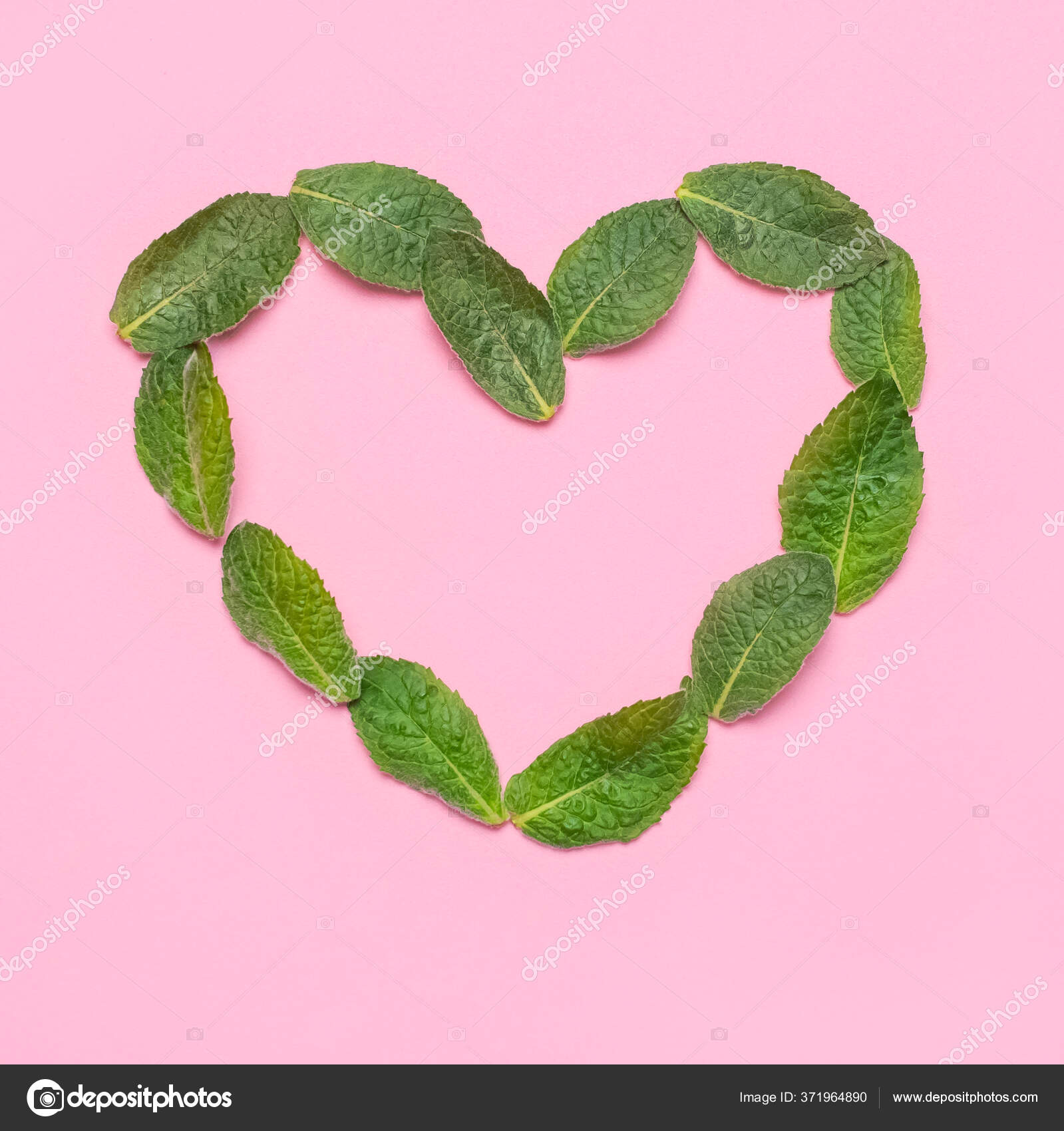 Fresh green leaves of mint, lemon balm, peppermint in the shape of heart on  pink background