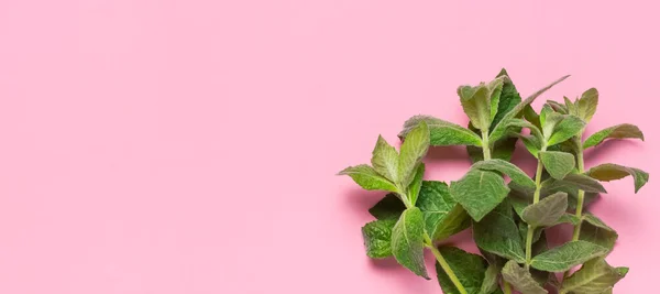 Φρέσκα Πράσινα Φύλλα Μέντας Βάλσαμο Λεμονιού Μέντα Ροζ Φόντο Επίπεδο — Φωτογραφία Αρχείου