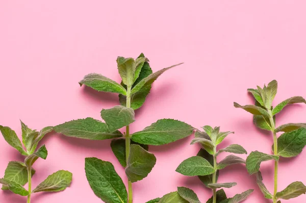 Fresh green leaves of mint, lemon balm, peppermint on pink background flat lay top view copy space. Ecology natural layout. Mint leaf texture. Mint leaves pattern spearmint herbs nature background.