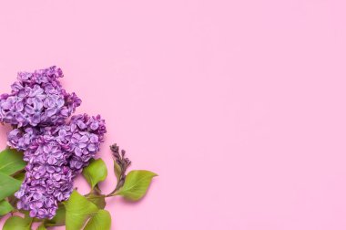 Pembe arka planda güzel çiçek dalları. 8 Mart 'ta, Anneler Günü' nde içinde çiçekler olan tebrik kartı. Bahar doğası çiçekli arka plan. Düz görünüm kopyalama alanı.