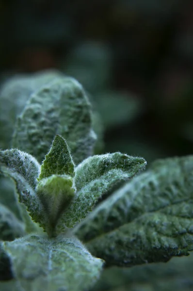 Mint leaf texture. Green fresh leaves of peppermint, mint, lemon balm close-up macro shot. Ecology natural layout. Mint leaves pattern, spearmint herbs, peppermint leaves, nature background.