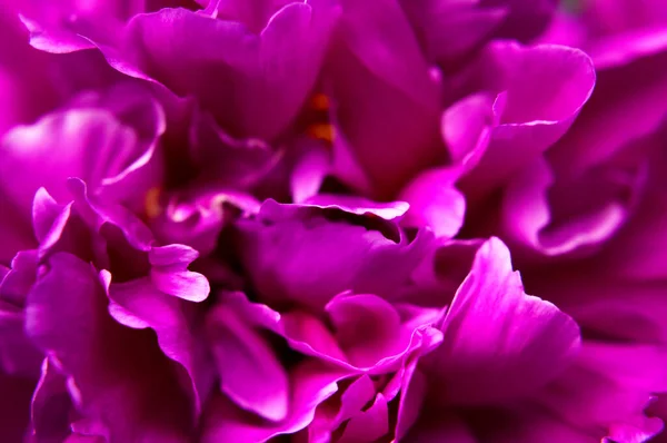 Naturalne Tło Kwiatowe Różowe Fioletowe Piwonie Kwiaty Makro Strzał Płatki — Zdjęcie stockowe