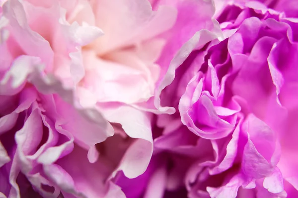 Natural floral background. Pink peonies flowers macro shot. Peonies flower petals, beautiful floral wallpaper. Flower texture. Abstract floral blooming background. Holiday floral card.