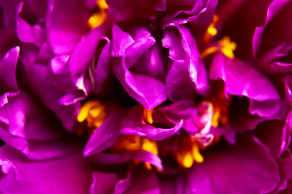 Naturalne Tło Kwiatowe Różowe Fioletowe Piwonie Kwiaty Makro Strzał Płatki — Zdjęcie stockowe