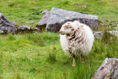 Snowdonia dağlar - Galler İngiltere'de koyun