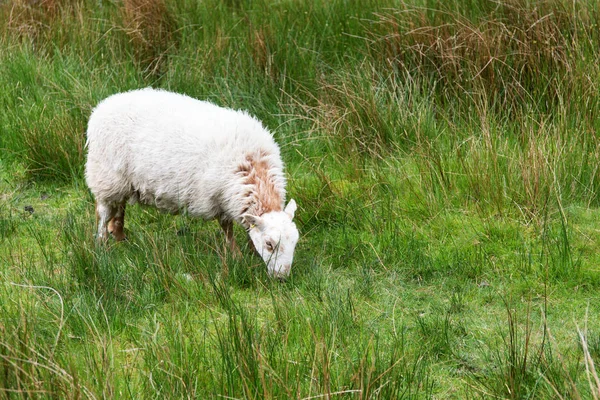 Pecora nelle montagne di Snowdonia - Galles Italia — Foto Stock