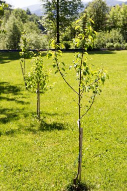 Genç ağaçlar - Polonya