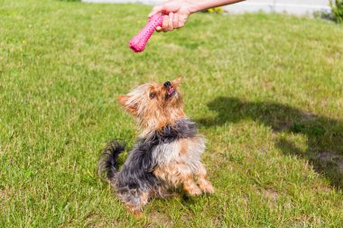 Yorkshire terrier's pembe oyuncak ve sahibi ile oynama