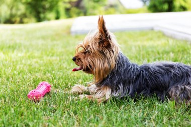 Yorkshire terrier's oyuncakla oynamak için bekliyor