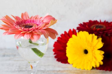 Bir bardak su üzerinde hafif bir arka plan ile güzel gerbera
