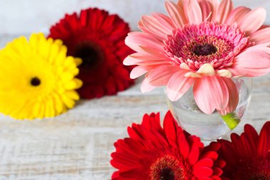 Hafif bir arka plan üzerinde kırmızı ve pembe Gerber'ler