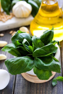 İtalyan pesto sos yapmak için taze malzemeler