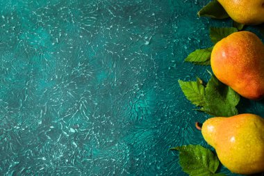 Parlak turkuaz arka planda yaprakların arasında su damlacıkları olan taze organik armutlar. Metin için yer.