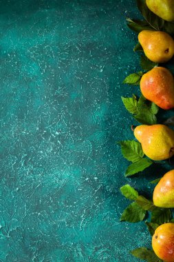 Parlak turkuaz arka planda yaprakların arasında su damlacıkları olan taze organik armutlar. Metin için yer.