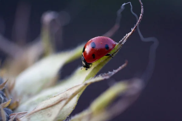 Macro Joaninha Uma Lâmina Girassol Sol Manhã — Fotografia de Stock