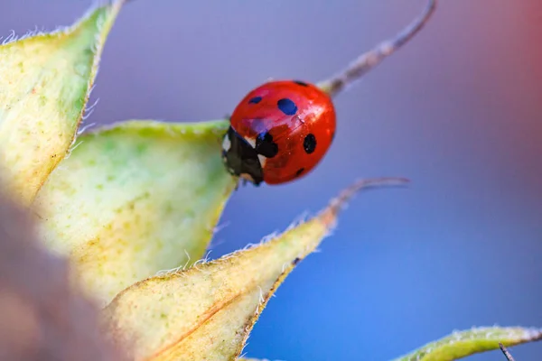 Makro des Marienkäfers auf einem Grashalm — Stockfoto