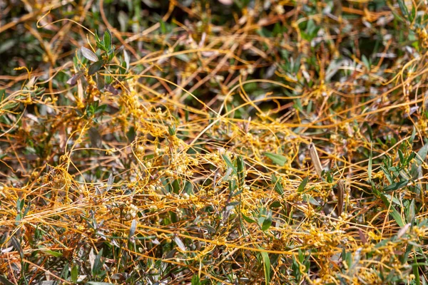 Schwarzfahrer-Gattung cuscuta ist die Parasitenwickel — Stockfoto