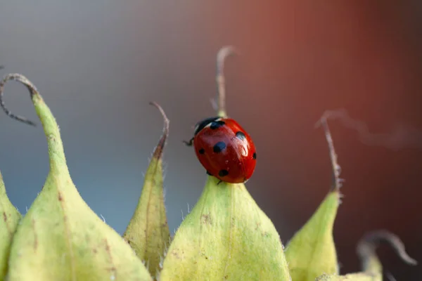 Macro Joaninha Uma Lâmina Grama Sol Manhã — Fotografia de Stock