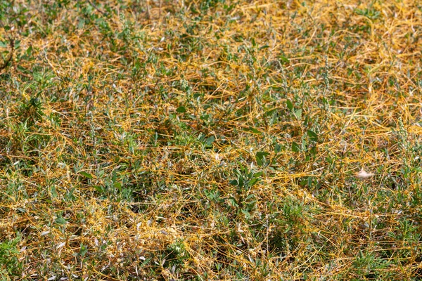 Dodder Gattung Cuscuta Ist Der Parasit Umhüllt Die Stängel Von — Stockfoto