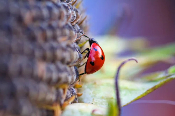 Macro Ladybug Blae Grass Morning Sun — стоковое фото