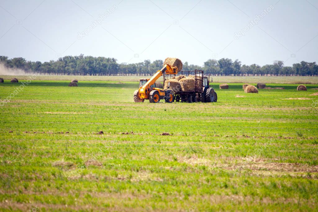 An agricultural tractor loader loads bales of hay into a tractor trailer on the field
