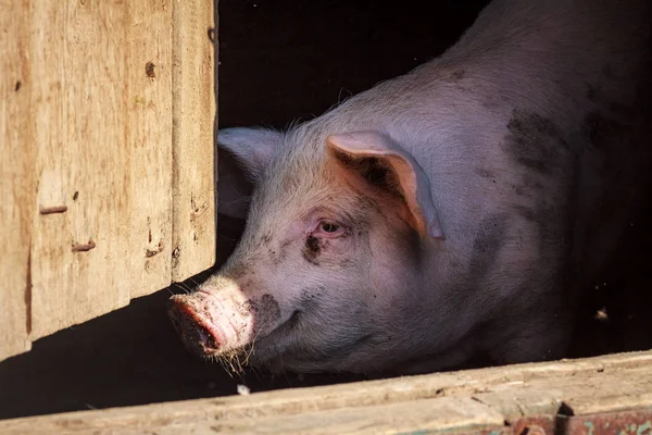 ピンクの鼻のピグレット 休日を待っている豚の農場の家の外にピグレットが見えます — ストック写真