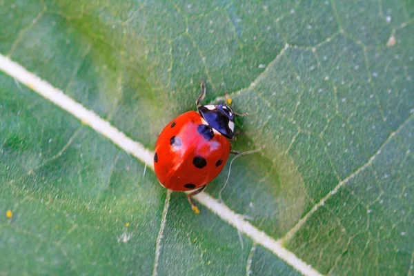 Macro Joaninha Uma Lâmina Grama Sol Manhã Joaninha Inseto Inseticida — Fotografia de Stock